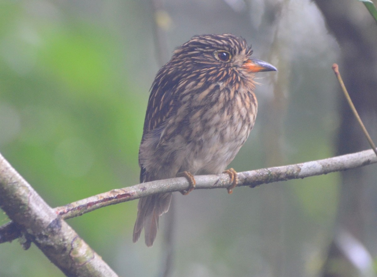 White-chested Puffbird - ML637662282
