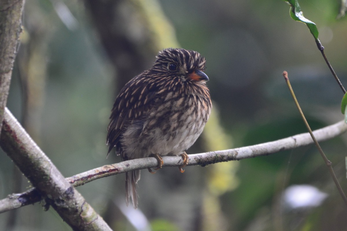 White-chested Puffbird - ML637662283