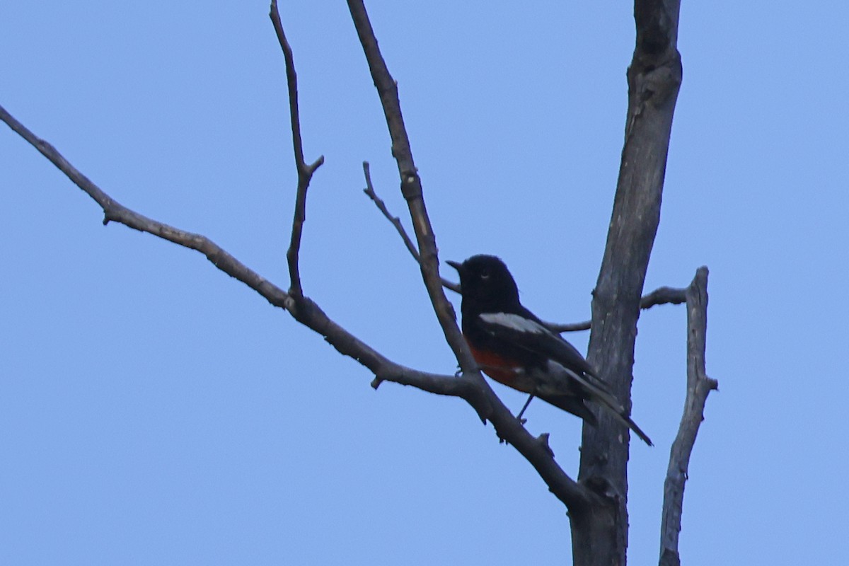 Painted Redstart - ML637662307