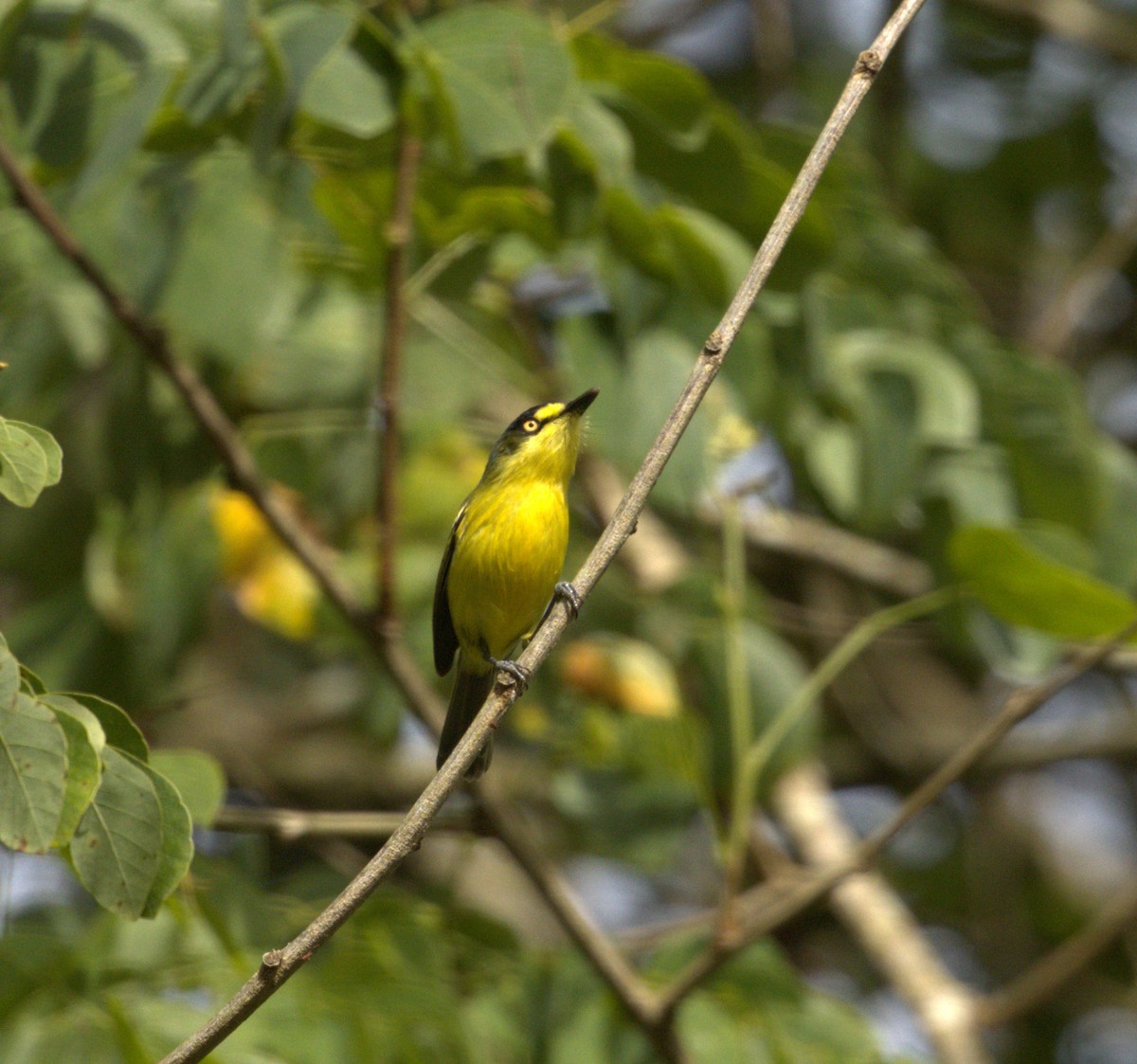 Gray-headed Tody-Flycatcher - ML637662315