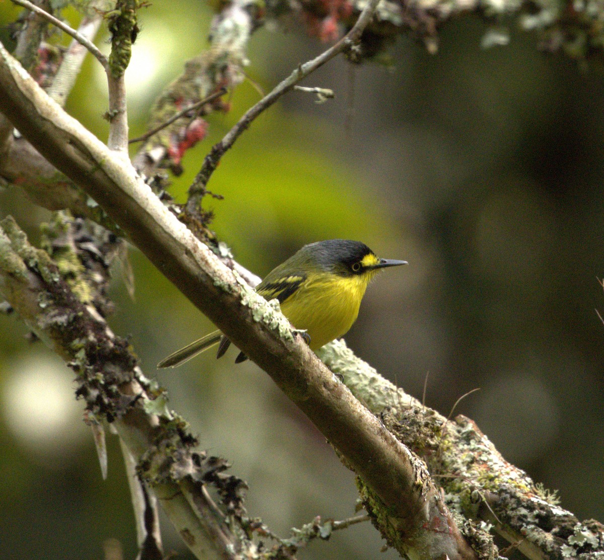 Gray-headed Tody-Flycatcher - ML637662316