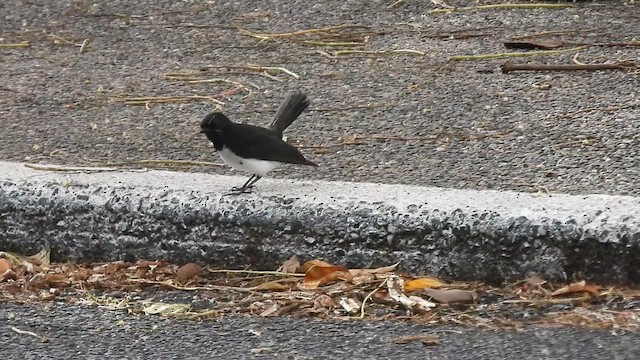 Willie-wagtail - ML637662317