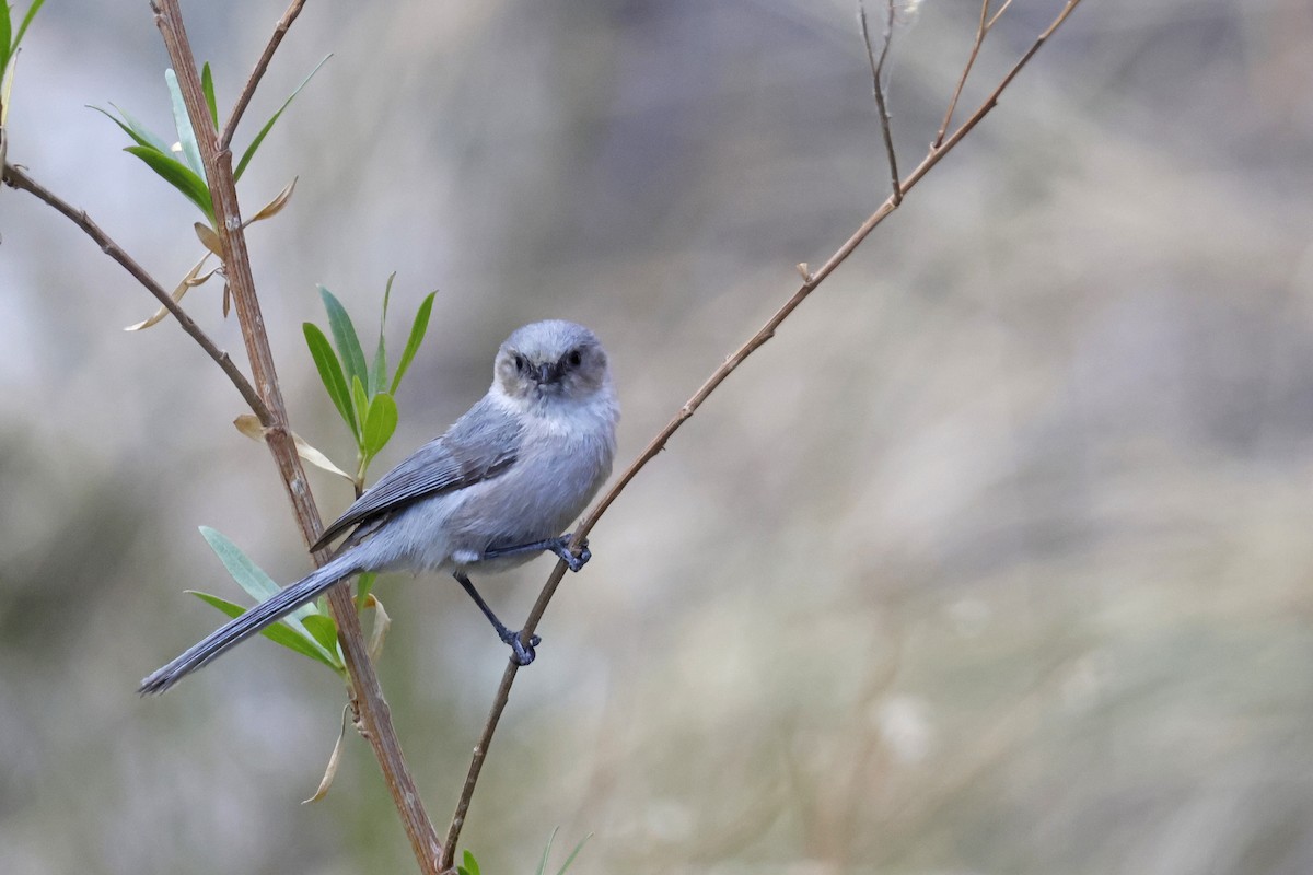 Bushtit - ML637662319