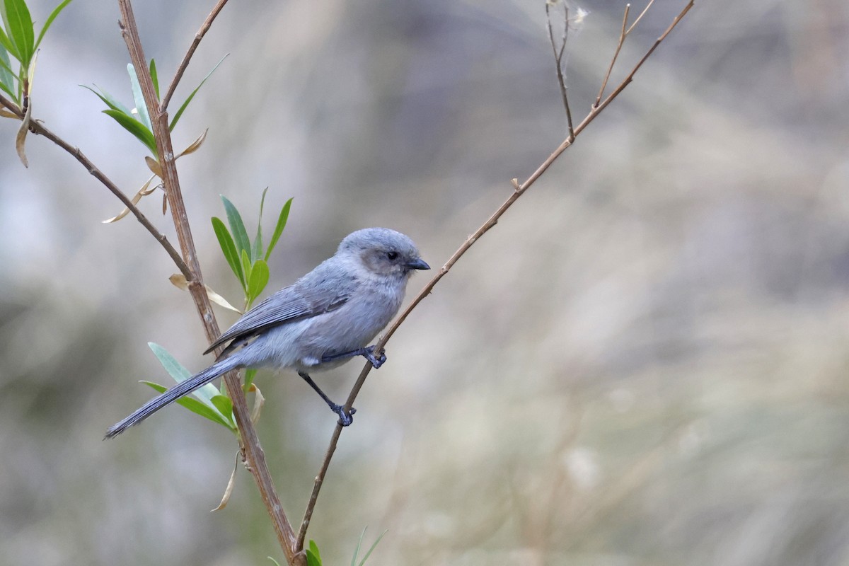 Bushtit - ML637662323