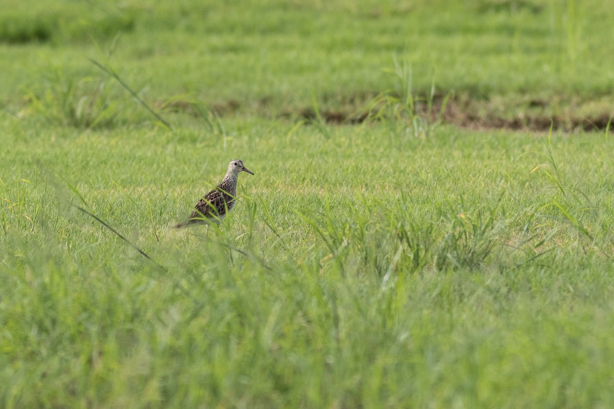 Pectoral Sandpiper - ML637662324