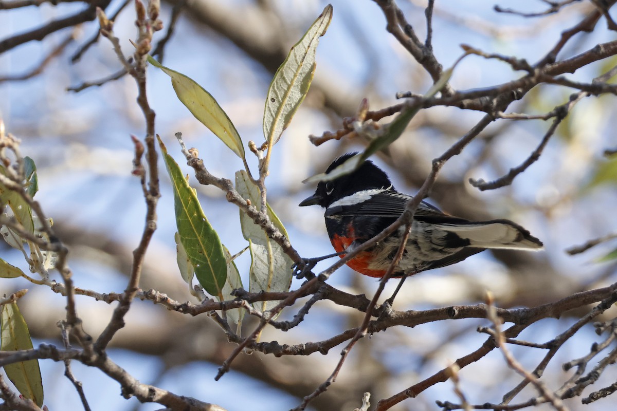 Painted Redstart - ML637662330