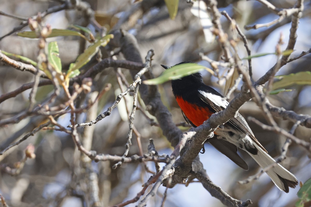 Painted Redstart - ML637662331