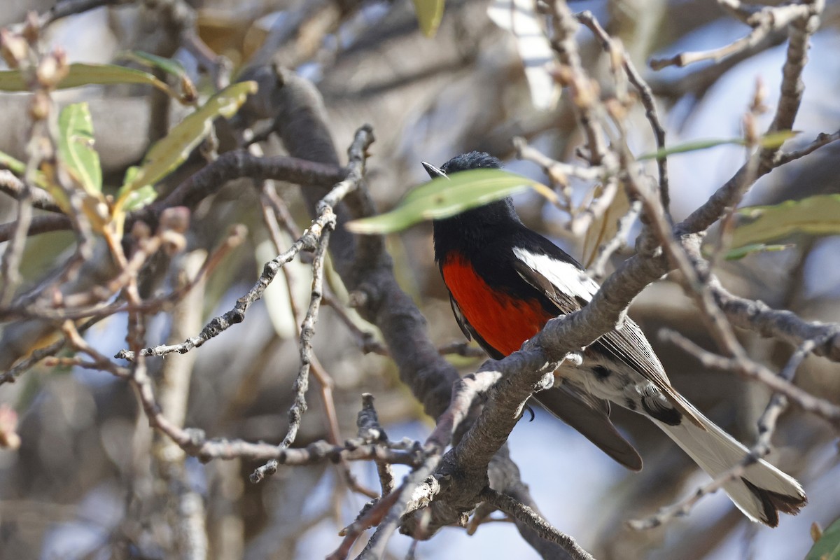 Painted Redstart - ML637662332
