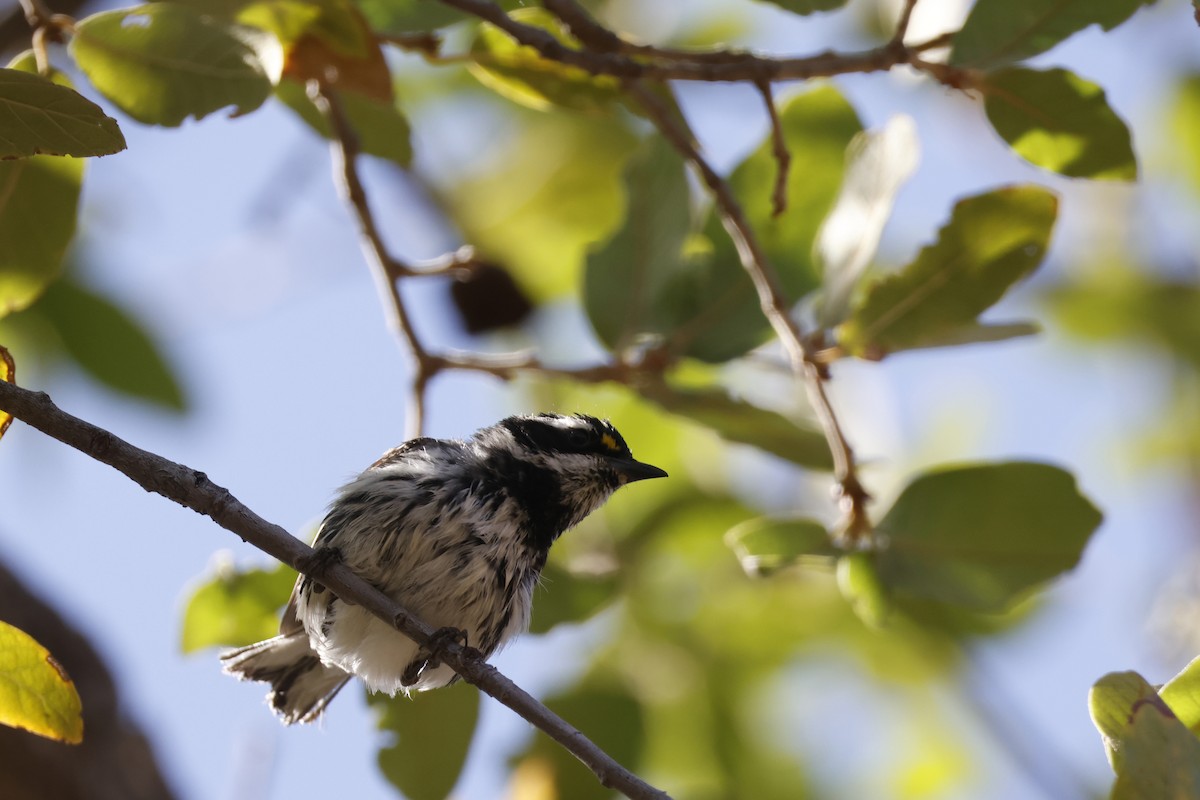 Black-throated Gray Warbler - ML637662340