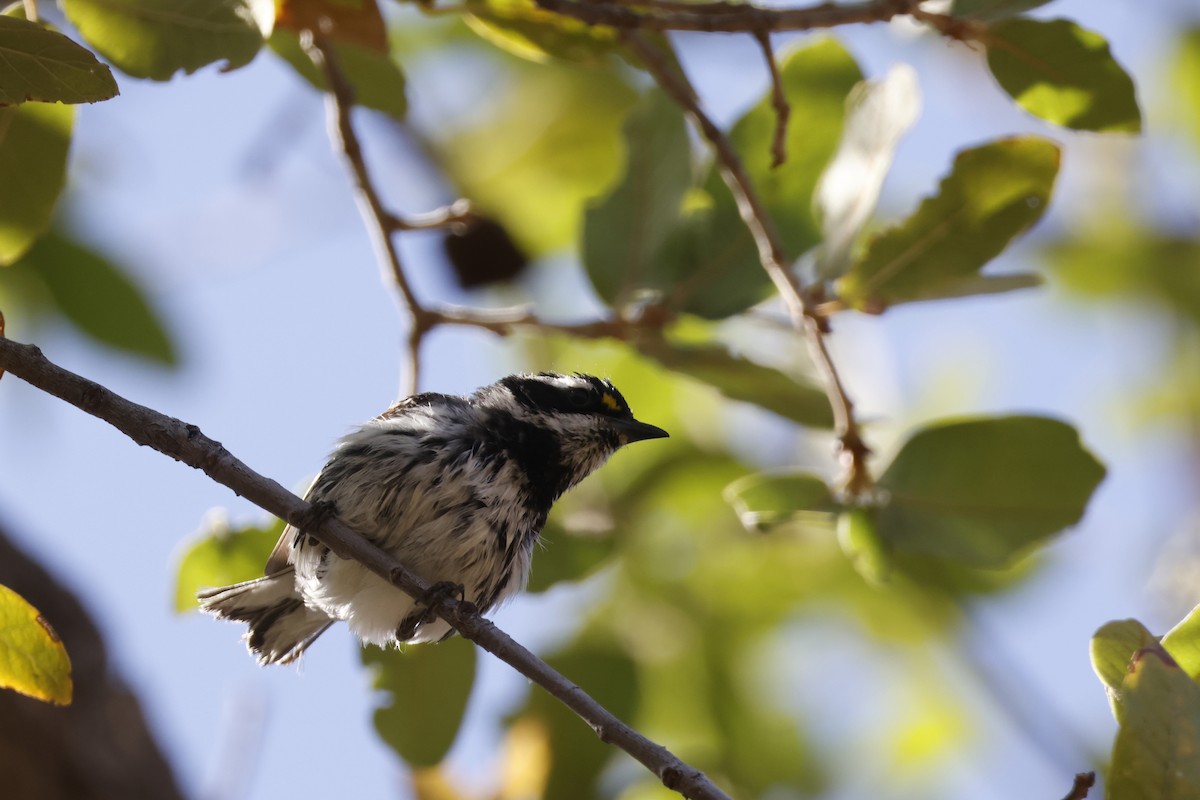 Black-throated Gray Warbler - ML637662341