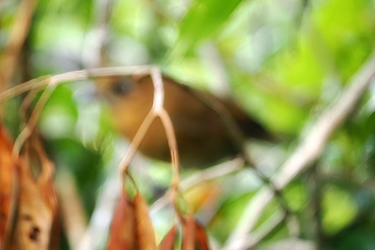 Sierra Nevada Antpitta - ML637662355