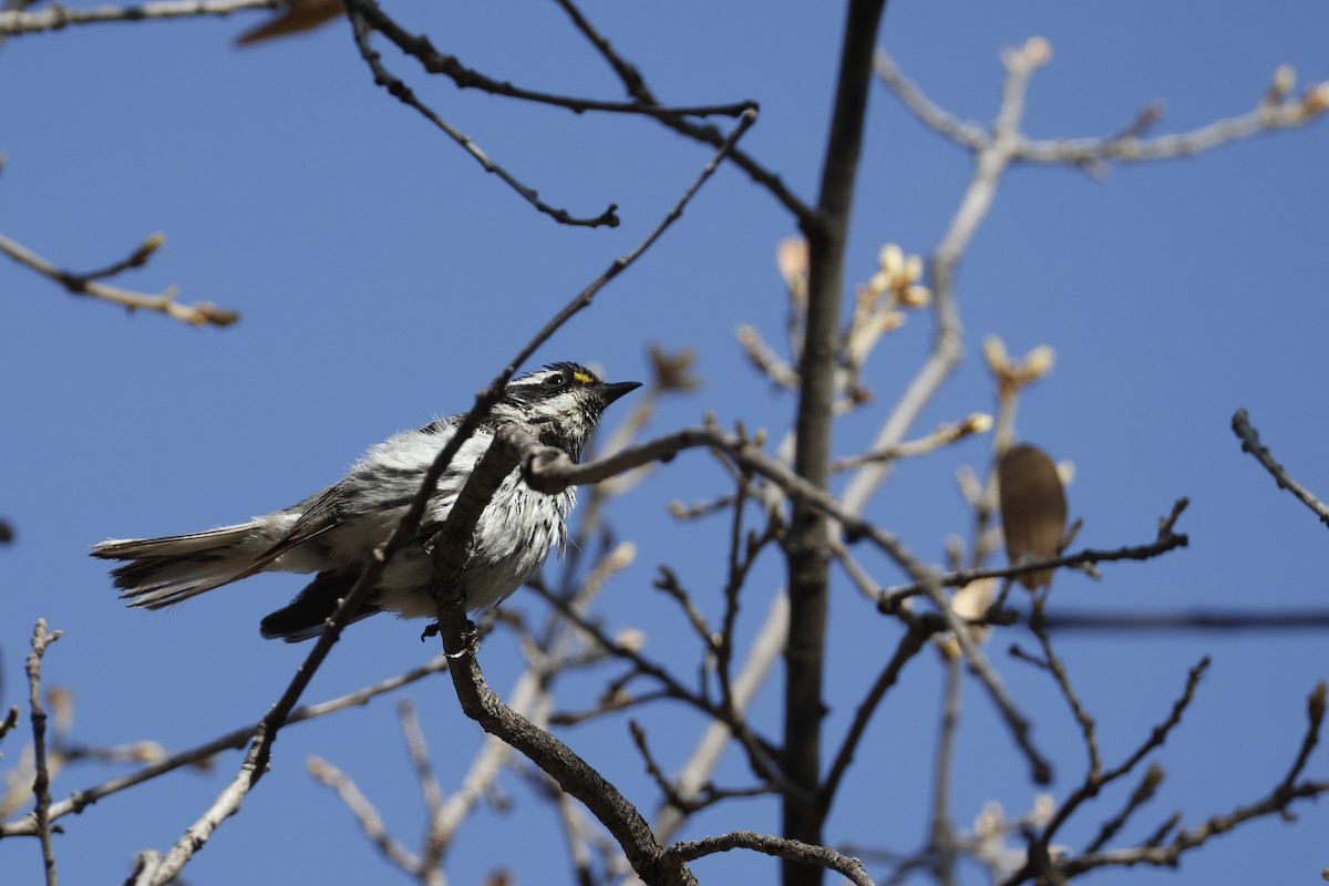 Black-throated Gray Warbler - ML637662356