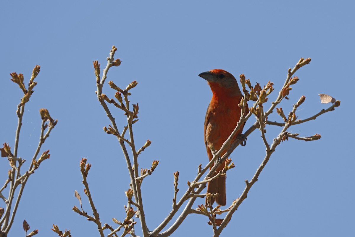 Hepatic Tanager - ML637662363