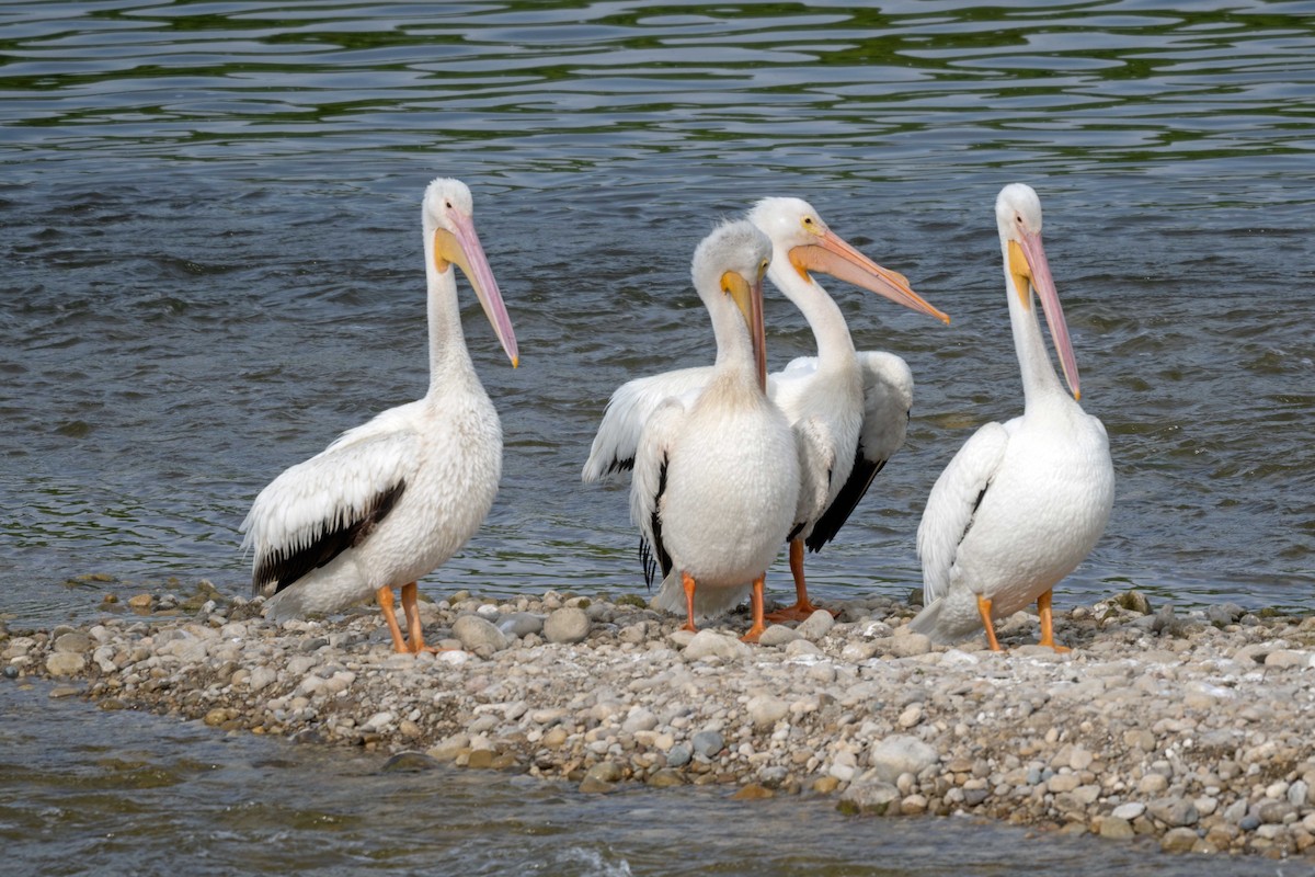 American White Pelican - ML637662368