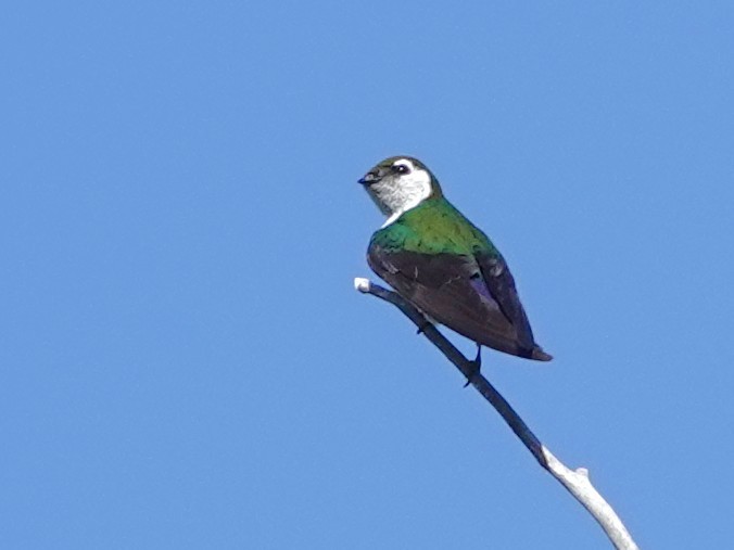 Violet-green Swallow - ML637662381