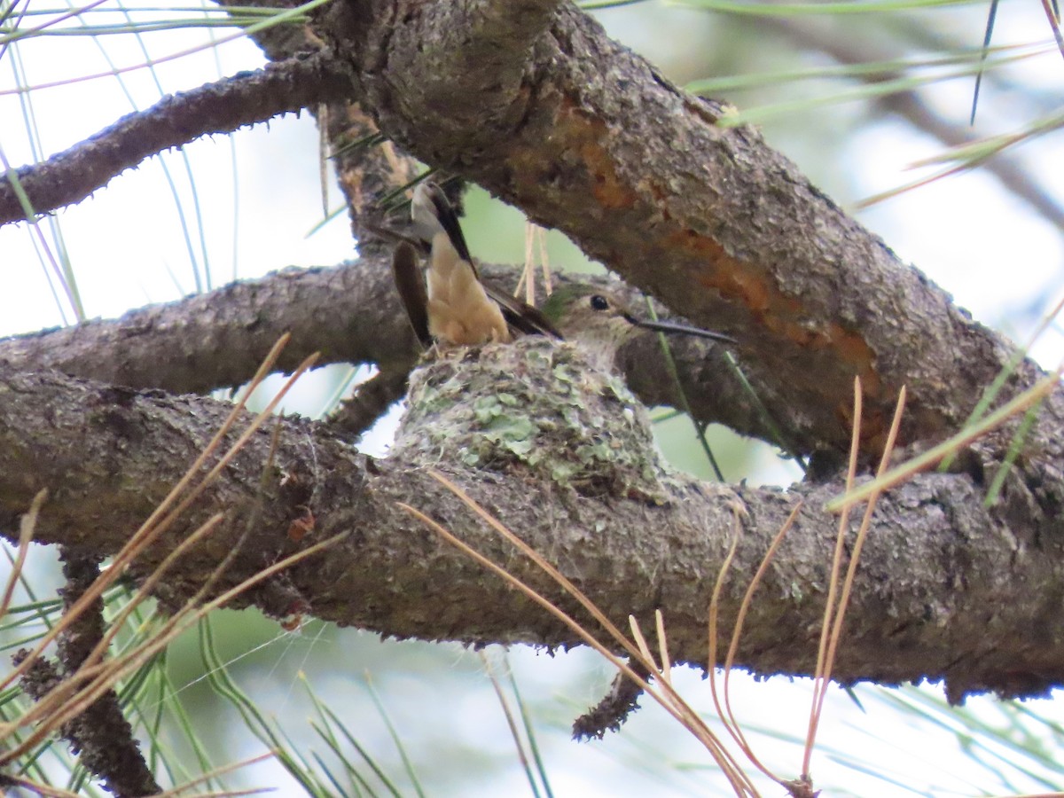 Broad-tailed Hummingbird - ML637662403