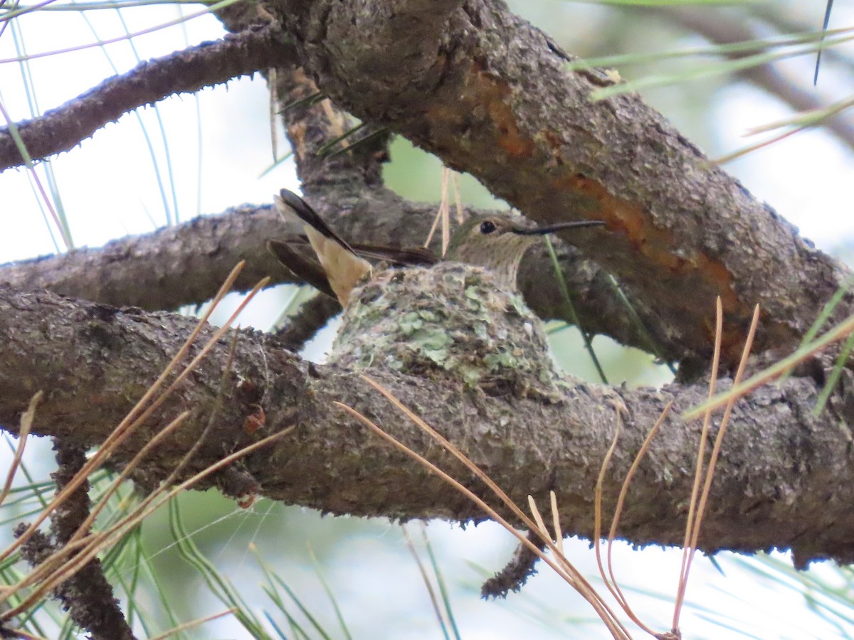 Broad-tailed Hummingbird - ML637662404