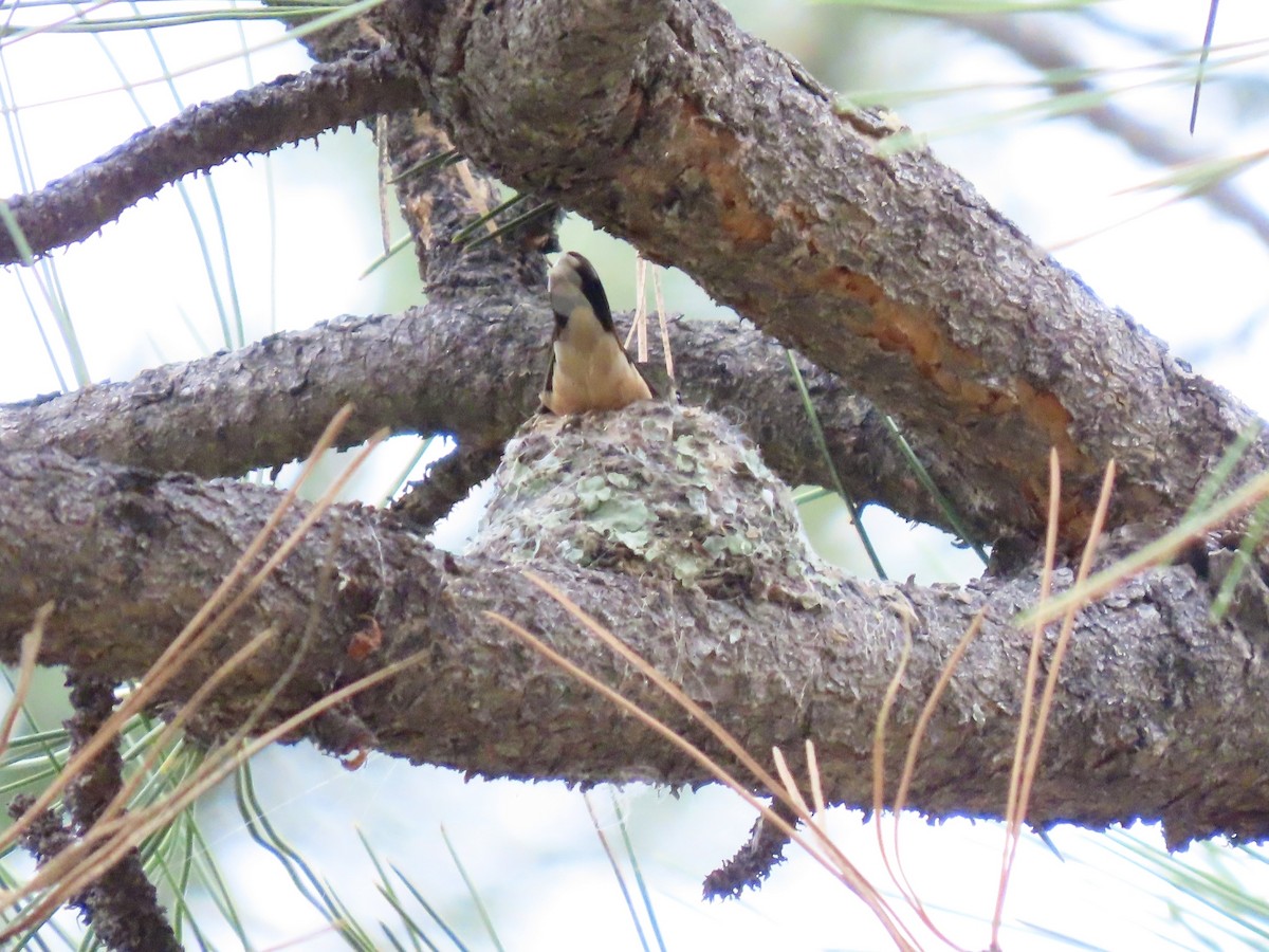 Broad-tailed Hummingbird - ML637662405