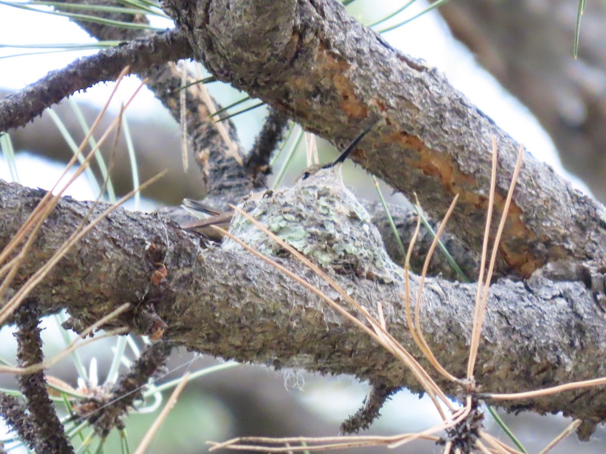 Broad-tailed Hummingbird - ML637662407