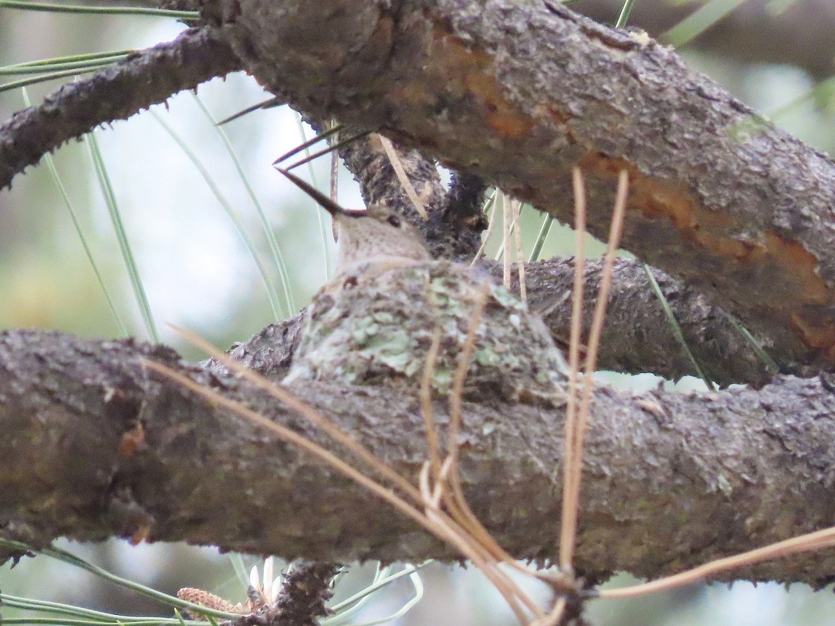 Broad-tailed Hummingbird - ML637662408
