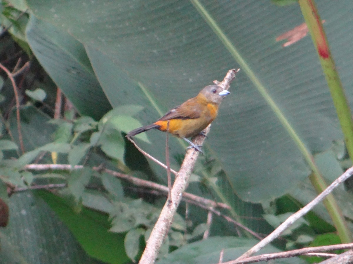 Scarlet-rumped Tanager (Passerini's) - Ariel  Salinas