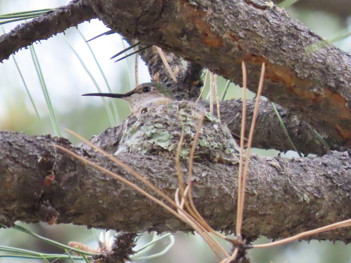 Broad-tailed Hummingbird - ML637662410