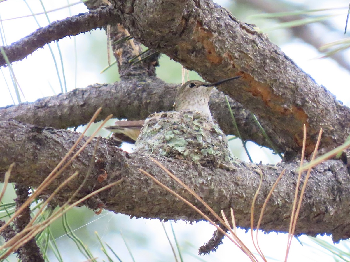 Broad-tailed Hummingbird - ML637662411