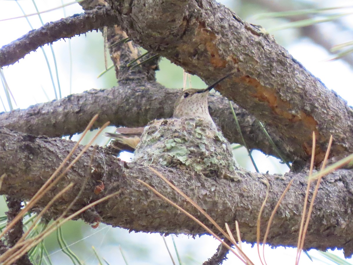Broad-tailed Hummingbird - ML637662413