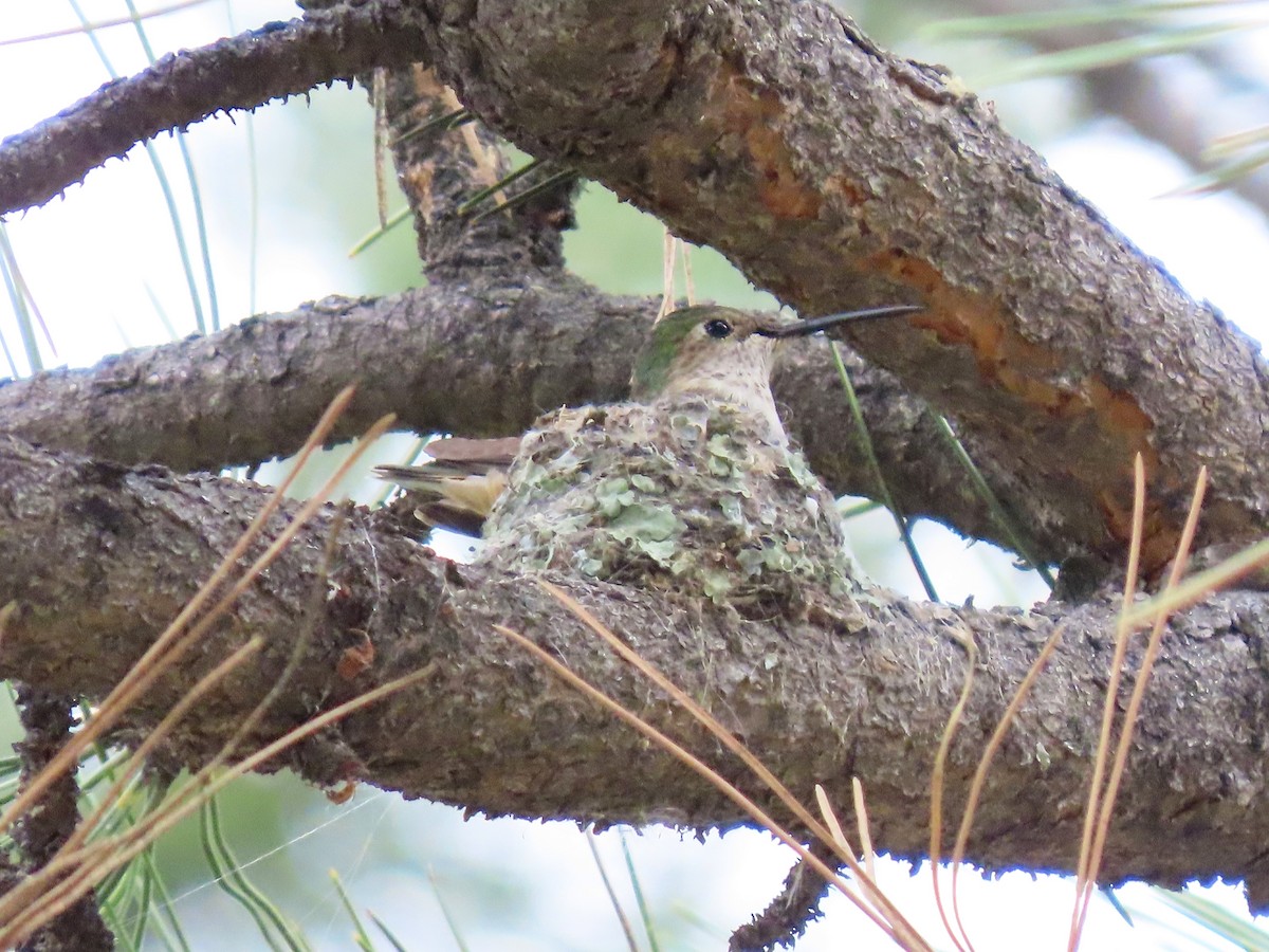 Broad-tailed Hummingbird - ML637662414