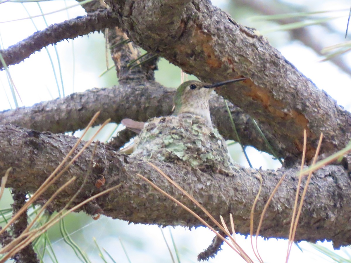 Broad-tailed Hummingbird - ML637662415