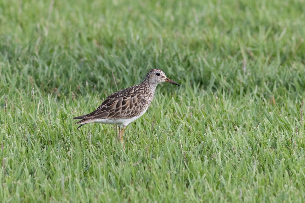Pectoral Sandpiper - ML637662416