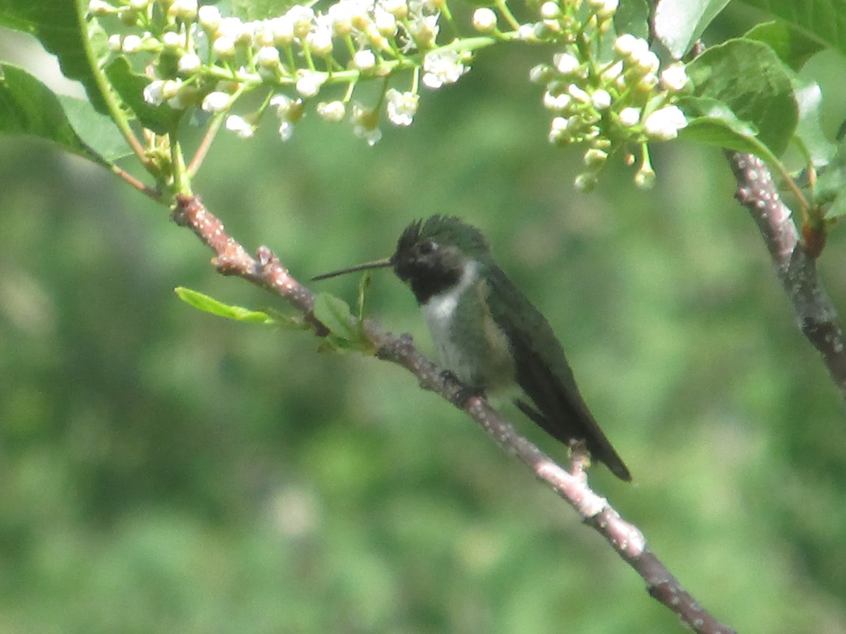 Broad-tailed Hummingbird - ML637662423