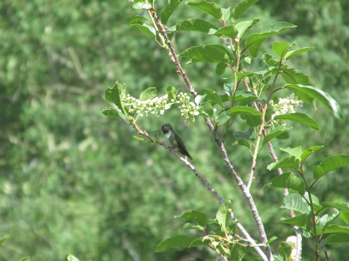 Broad-tailed Hummingbird - ML637662424