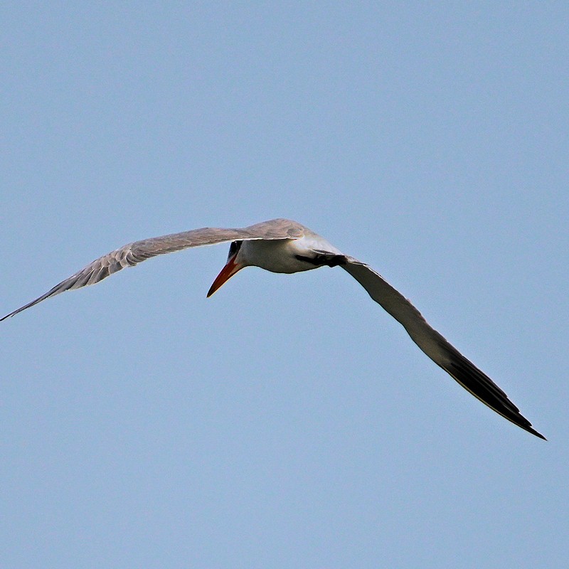 Caspian Tern - ML637662435