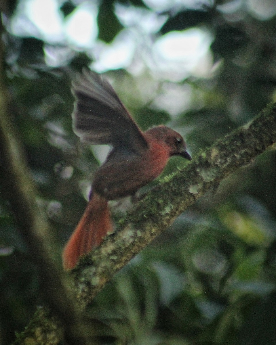 Red-crowned Ant-Tanager (Red) - ML637662493