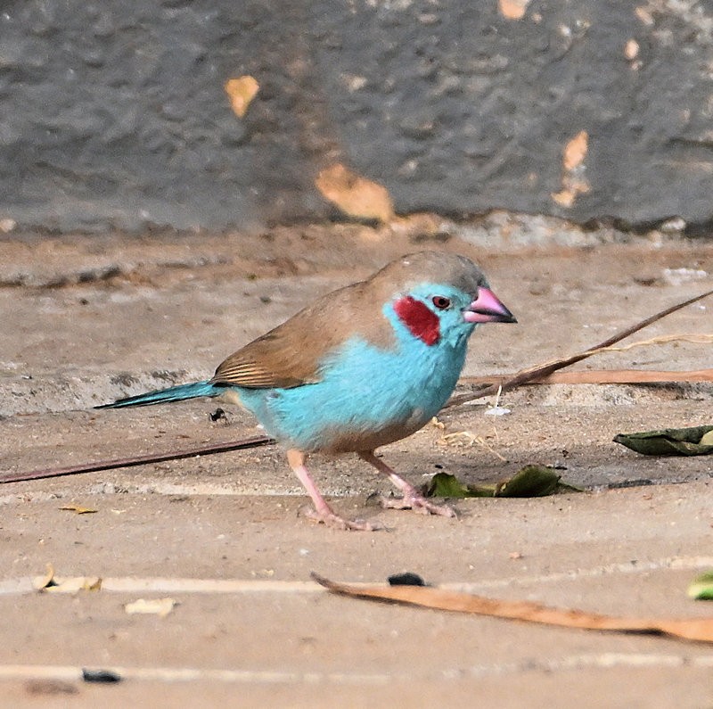 Red-cheeked Cordonbleu - ML637662528