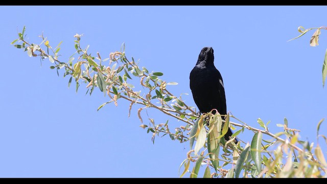 Tricolored Blackbird - ML637662544