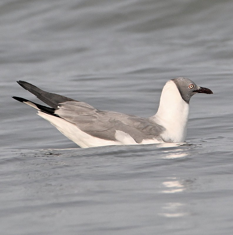 Gray-hooded Gull - ML637662553