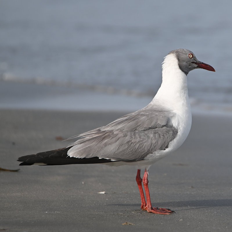 Gray-hooded Gull - ML637662554