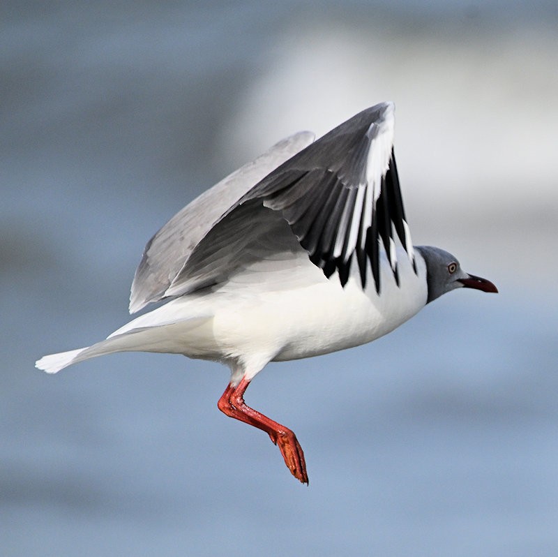 Gray-hooded Gull - ML637662556