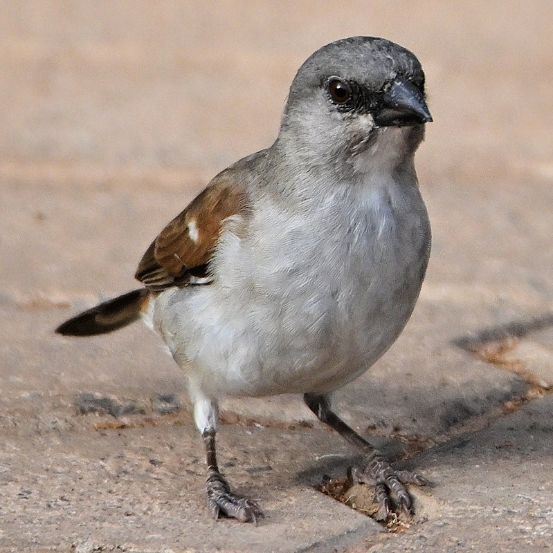 Northern Gray-headed Sparrow - ML637662593