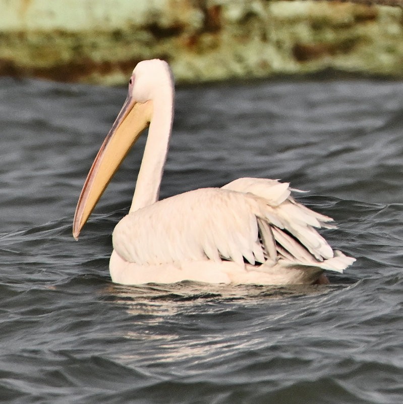 Great White Pelican - ML637662605