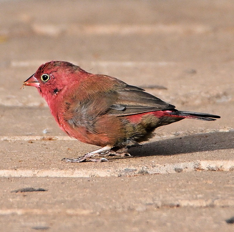 Red-billed Firefinch - ML637662619