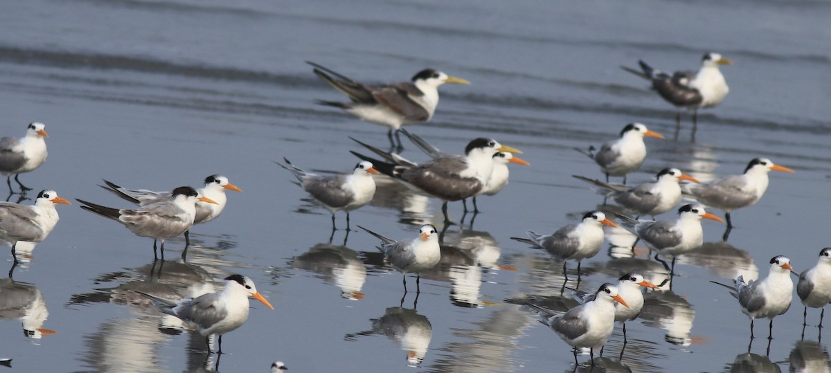 Great Crested Tern - ML637662658