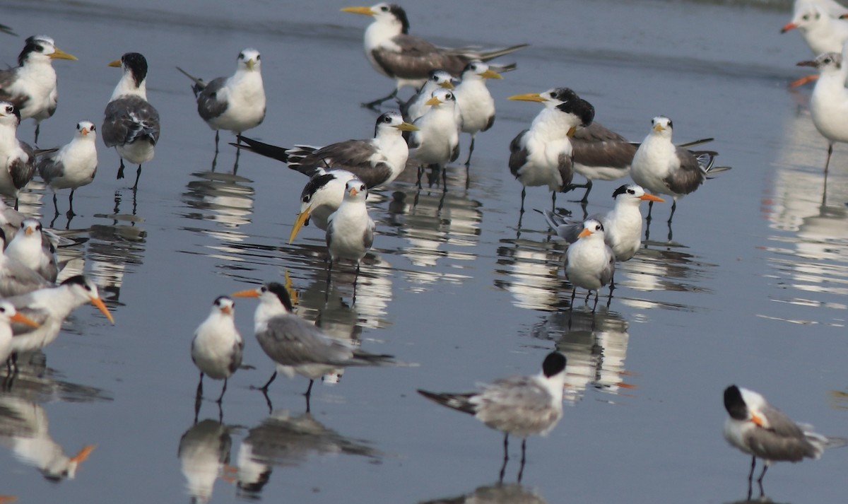 Great Crested Tern - ML637662659