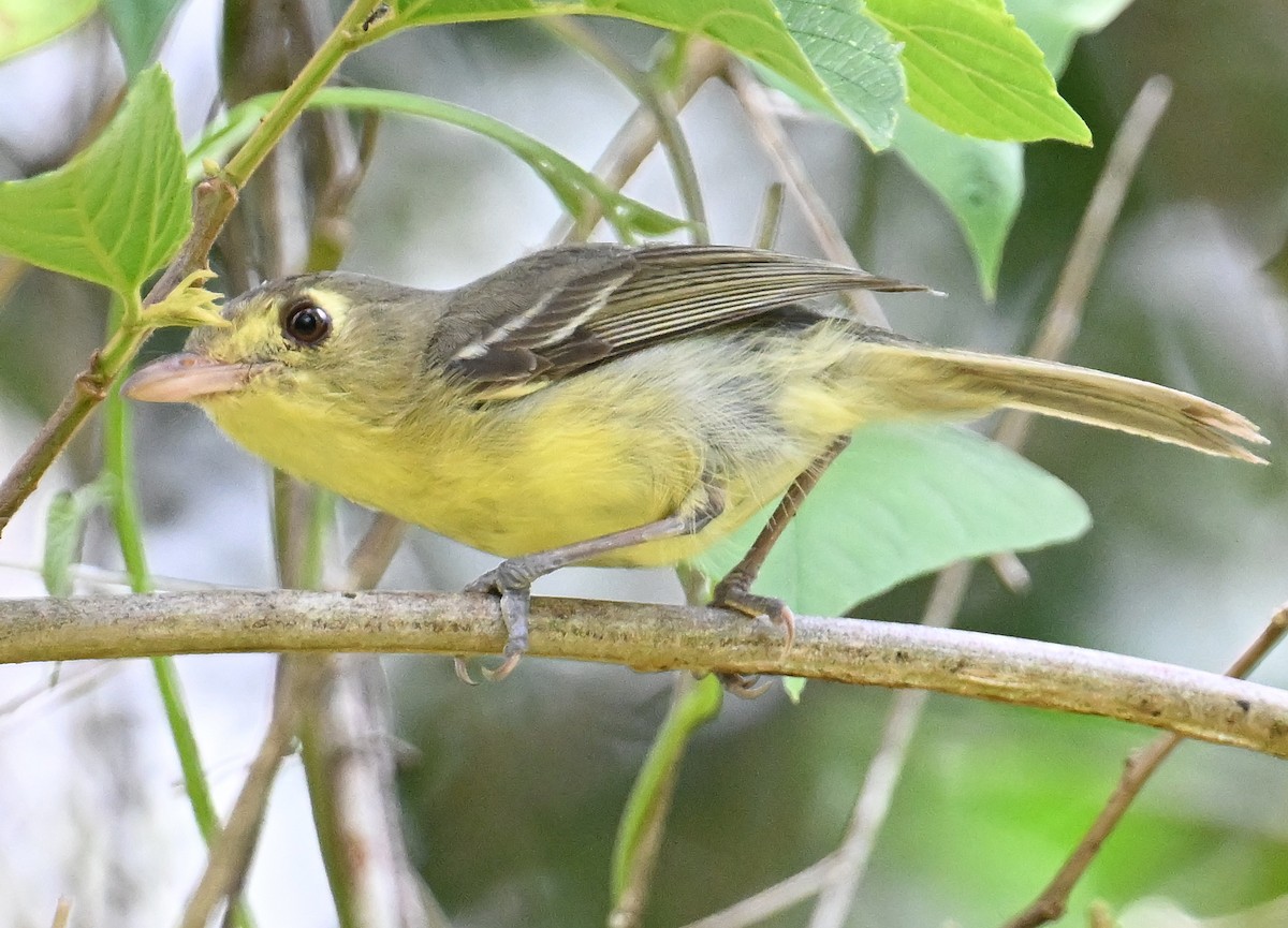 Cuban Vireo - ML637662675