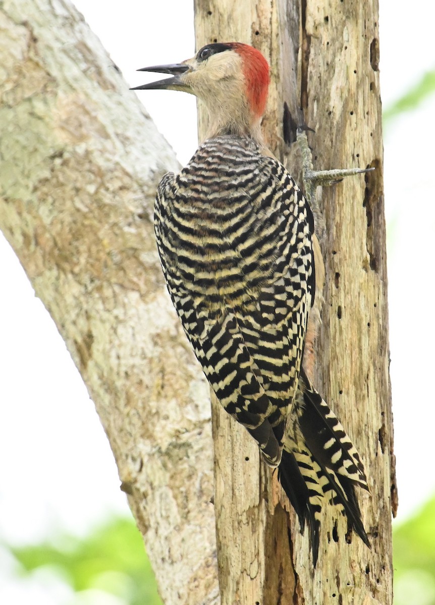 West Indian Woodpecker - ML637662694