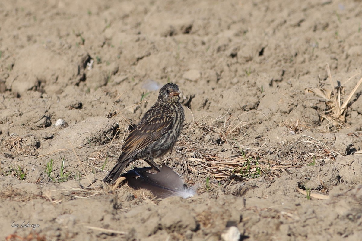 Red-winged Blackbird - ML637662732