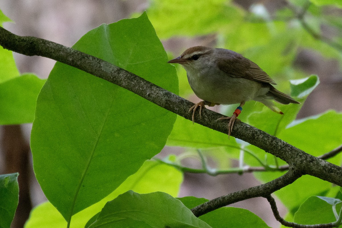 Swainson's Warbler - ML637662809