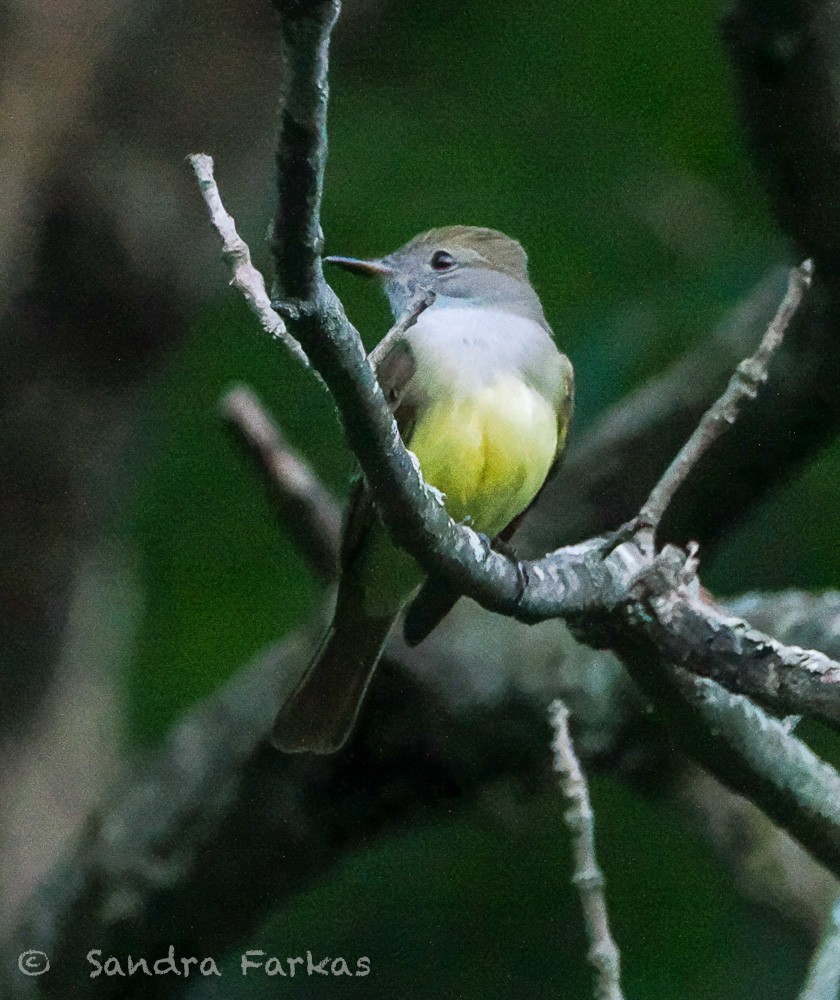 Great Crested Flycatcher - ML637662872